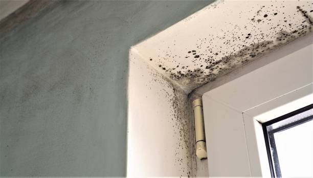 Best Basement Mold Removal  in Beechwood, MI