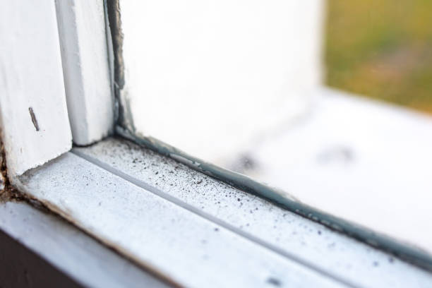 Best Mold-Related Health Consultation  in Beechwood, MI