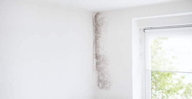 Best Industrial Mold Remediation  in Beechwood, MI