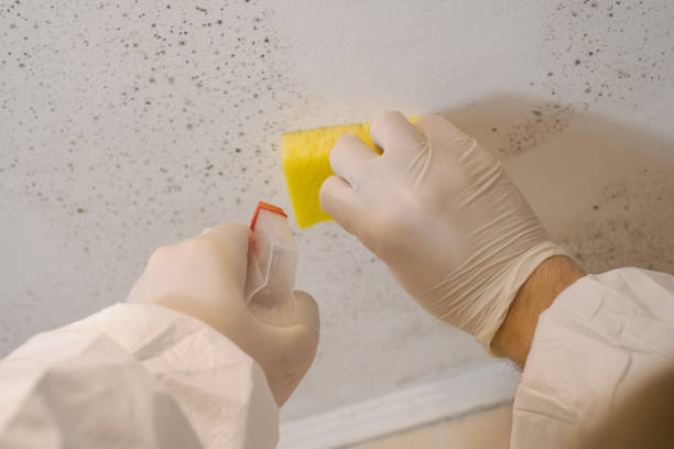 Best Dehumidification Services  in Beechwood, MI