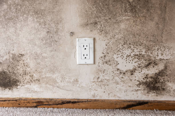 Professional Mold Removal in Beechwood, MI