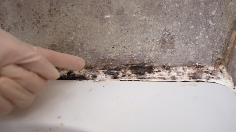 Best Airborne Mold Testing  in Beechwood, MI