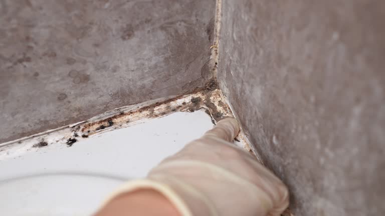 Best Crawl Space Mold Remediation  in Beechwood, MI